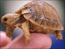 Самая маленькая черепаха