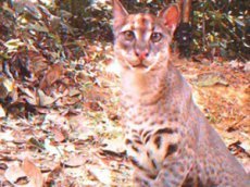 Ученые сняли на видео охоту африканского золотого кота