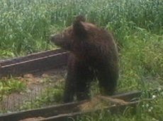 Медведь испугался вспышки и сгрыз фотоловушку