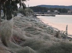 Пауки атаковали побережье греческого города Аитолико