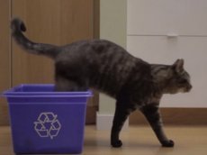 Кот Норман спасет планету?