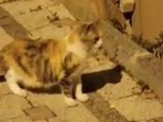 Ошеломленный нападением крысы кот рассмешил интернет-пользователей
