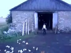 Погонщик утят стал самым популярным дрессировщиком в YouTube