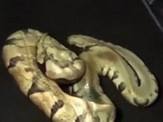 Мужчина купил BMW с трупом питона