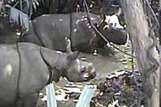 Ученые "поймали" на видео редчайших носорогов