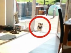 Самая глупая в мире собака