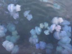 Нашествие ядовитых медуз в Азовском море