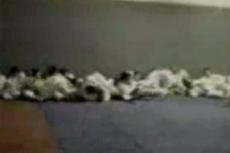 TOP-10 казусов в боевых искусствах