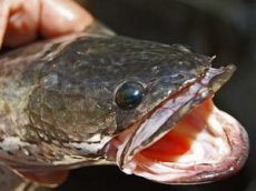 В Нью-Йорке выловили рыбу-"пришельца