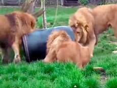 Лев, застрявший в бочке с едой, стал звездой YouTube