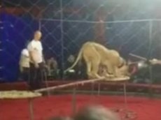 Нападение львицы на ребенка в кубанском цирке