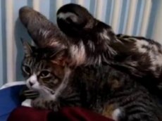 Объятия кошки и ленивца стали хитом Интернет