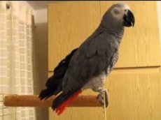 Попугай научился выкрикивать революционные лозунги