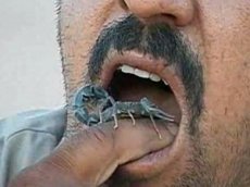 Лучшая диета — живые скорпионы!