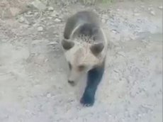 Нападение медведя на любопытного жителя Якутии попало на видео