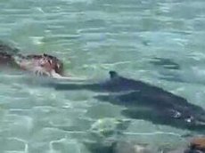 Схватка морского котика с карликовым кашалотом попала на видео