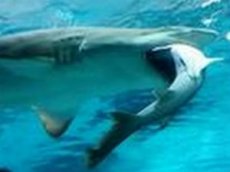 Пожирание акулами друг друга сняли на видео