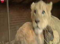 Львенок подружился с кроликом и щенком