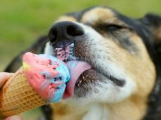 Девушка доела мороженое за собакой и прославилась в интернете