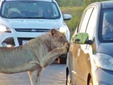 В ЮАР львица едва не вскрыла дверь автомобиля с туристами