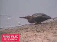 Птица на рыбалке