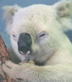В Австралии нашли редкого белого коалу