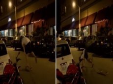 Пьяный скейтбордист стал звездой в интернете