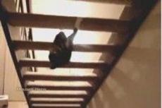 Кошачий паркур