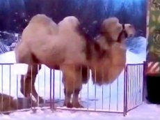 В Йошкар-Оле сняли верблюда, танцующего под музыку