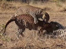 Леопарды, сцепившиеся из-за самки, попали на видео