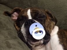 Собака не может уснуть без соски