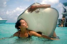 Плавание со скатами может быть безопасным