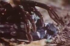 В Шотландии расплодились гигантские пауки