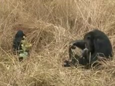 Малыш шимпанзе играет со своим папой