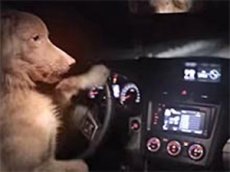 Subaru XV может угнать даже собака