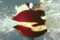 Полет пули в замедленной съемке