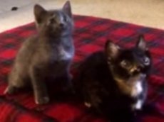 Котята покорили Интернет, синхронно исполнив зажигательный танец