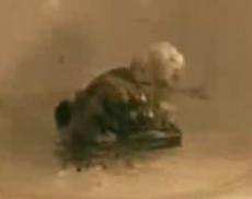 Что будет, если телефон положить в микроволновку