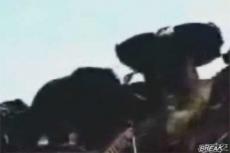 Слон едва не затоптал ученых