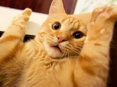 Интернет-пользователи пугают котов огурцами ради смешных видео