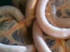 Странное морское существо