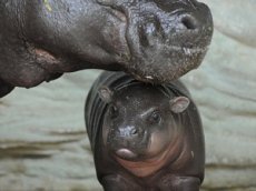 Карликовый бегемот стал звездой зоопарка Токио