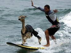 Перуанец научил ламу сёрфингу