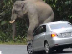 В Таиланде слон растоптал машину туристов
