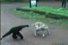 TOP-10 cамых кровавых битв животных