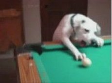 Собака научилась играть в бильярд