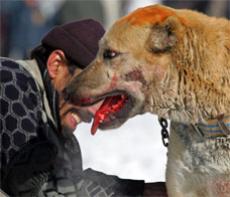 Стая бездомных собак растерзала девушку