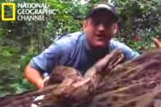 Журналиста канала NG при записи репортажа укусила змея