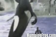 Трагедия в дельфинарии: дельфин убил тренера