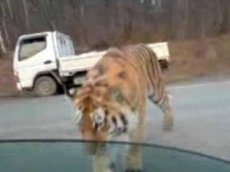 Тигр перекрыл трассу Владивосток-Хабаровск